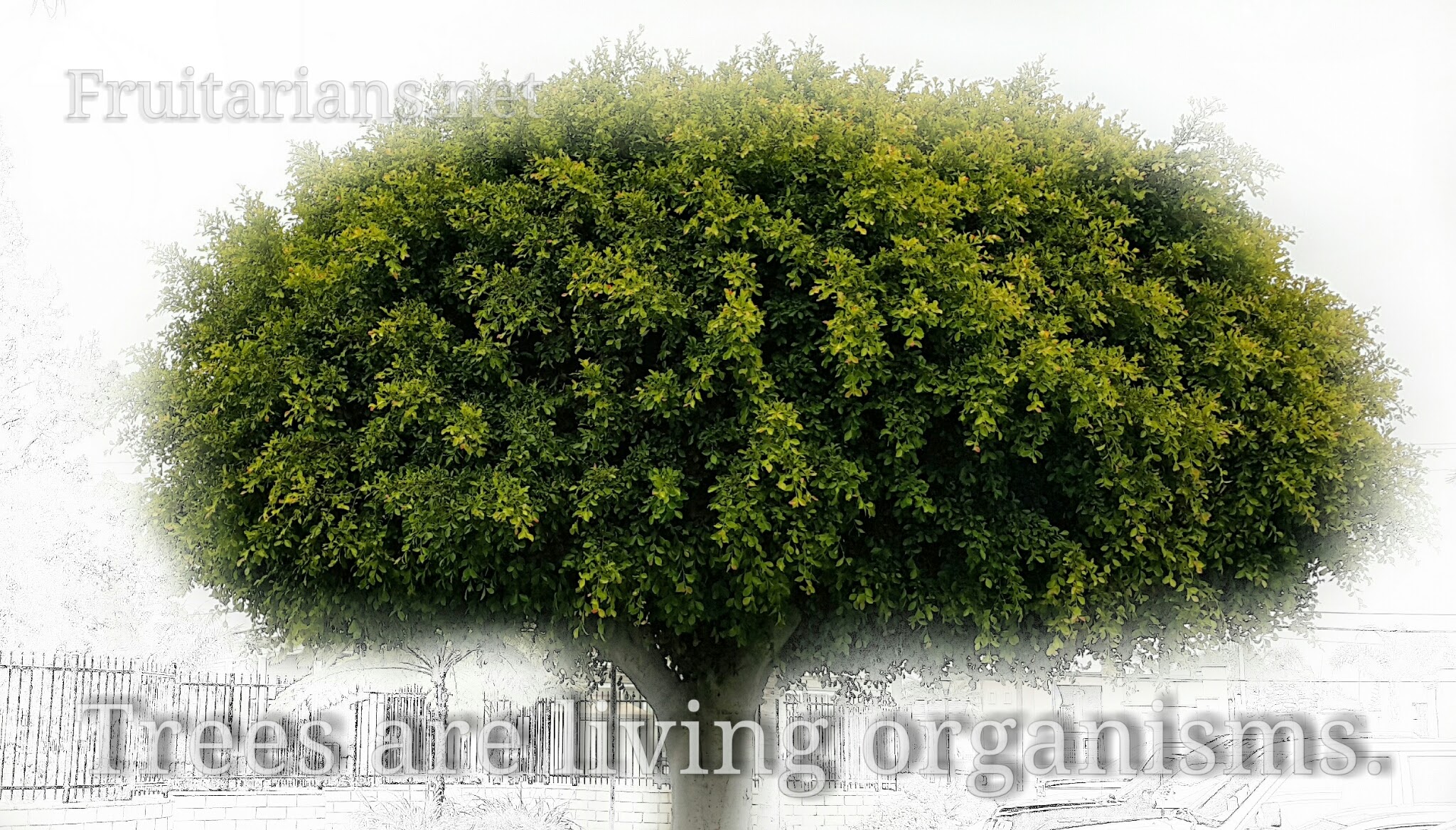 Trees are living organisms - a tree that was recently cut in my area